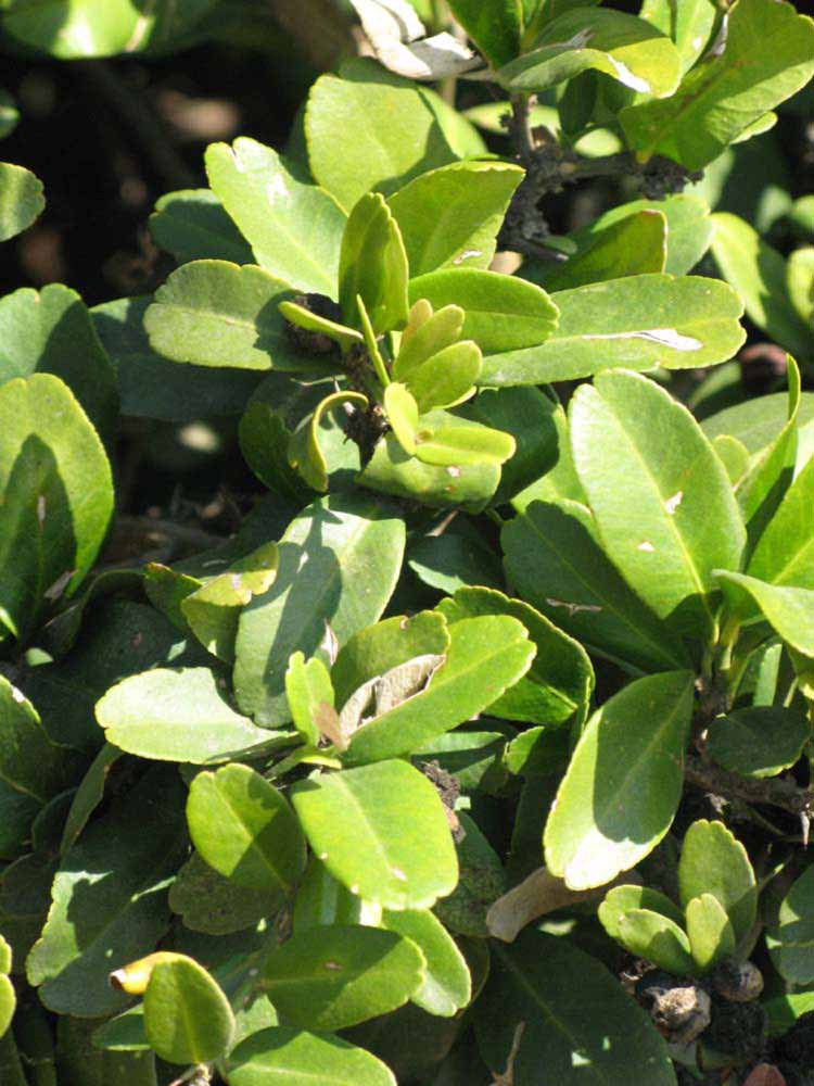              Sun leaves (Riverside, CA)       